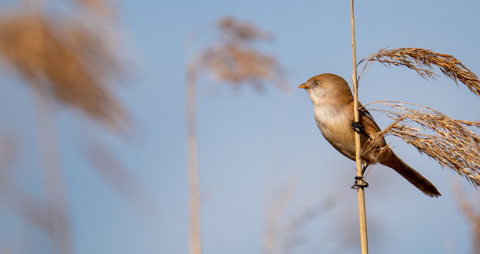 bearded, reedling, panurus, biarmicus, bird, cute, wild, nature, little, male, background, animal, close, small, wildlife, watching, beautiful, portrait, natural, brown, spring, europe, wing, feather,