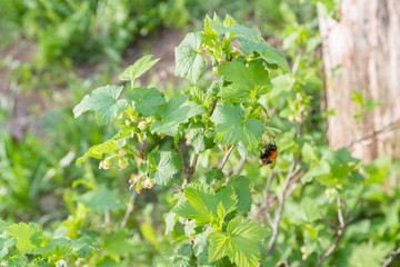 Big hairy bumblebee sat on a berry Bush in the forest