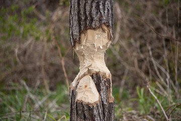 Tree close up partially eaten by beavers