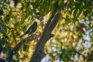 photograph of a blackbird perched on a tree in spring; Sevilla Spain.