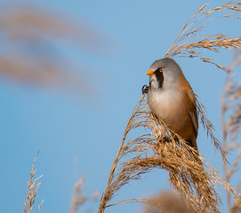 bearded, reedling, panurus, biarmicus, bird, cute, wild, nature, little, male, background, animal, close, small, wildlife, watching, beautiful, portrait, natural, brown, spring, europe, wing, feather,