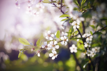 White delicate beautiful branches of cherry blossoms in the spring sunshine, illuminated by a pleasant light.
