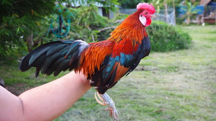 The bantam chick I fed was rooster crows in the evening.A bantam is any small variety of fowl, especially chickens.