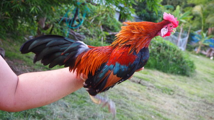 Fototapeta premium The bantam chick I fed was rooster crows in the evening.A bantam is any small variety of fowl, especially chickens.