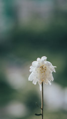 Garden flaccid flower on dark green vertical background. Natural backgrounds.