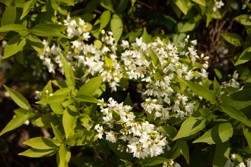 White Flower