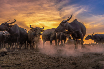 Crowd buffalo in sunset