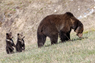 Momma Grizzly and first year cubs