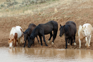Wild Mustang Horses at watering Hole