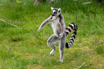 Im Tierpark