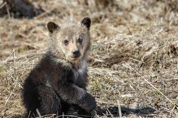First year Grizzly Cub