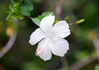 white hibiscus flower close up