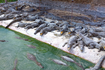 Fototapeta na wymiar little crocodiles on the bank