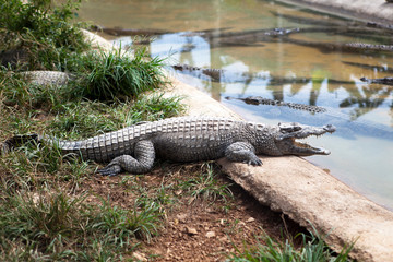 little crocodile on the bank