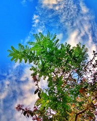 Vegetation united in branches