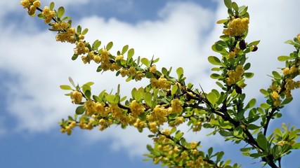 spring flowers on blue sky