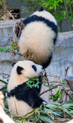 Two cute little pandas playing tree-climbing