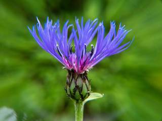 a purple flower in garden