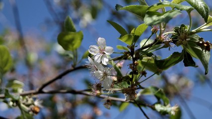 SONY DSC