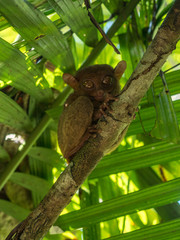 The Philippine tarsier (Carlito syrichta) is a species of tarsier endemic to the Philippines. It is one of the smallest known primates. Philippines, Bohol, November 2018
