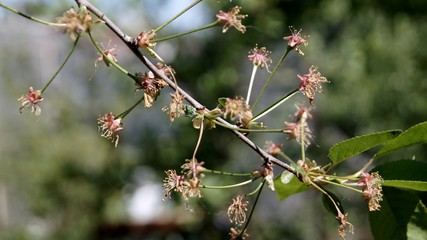 SONY DSC