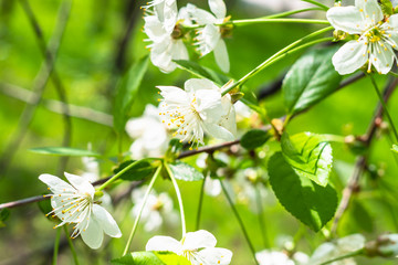 white blossoms on twigs close up in green orchard
