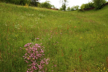 Frühling im Schwarzwald
