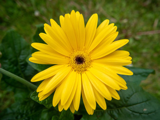 Obraz premium yellow flowers in the garden