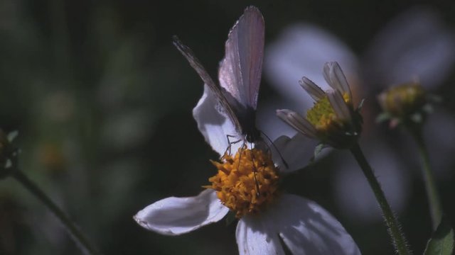 Butterflies taking nectar from flowers 1247 4