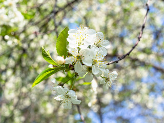 twig with many white blossoms in orchard in spring