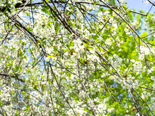 tree branches with white blossoms in orchard