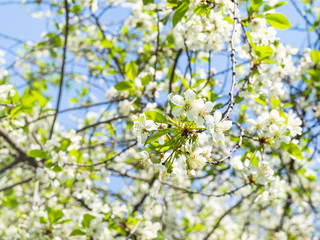 Obraz premium oświetlone słonecznymi gałązkami z białymi kwiatami