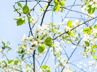 Obraz premium twigs with blossoms and blue sky on background