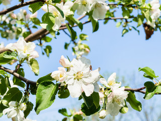 blossoming branches of apple tree and blue sky