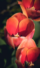 Bright spring tulip bud on the tulip field