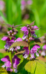 Flowering forest cornflowers. Sunny spring meadow	