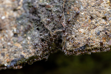 Swarm of busy black ants (Lasius niger)