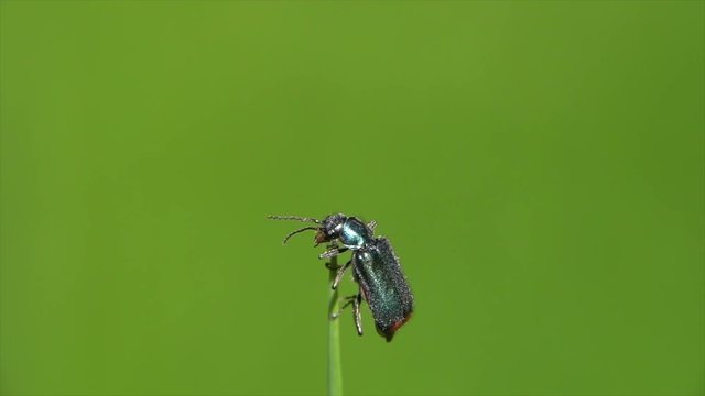 Zweifleckiger Zipfelk&auml;fer&nbsp;(Malachius bipustulatus) beim Bl&uuml;tenbesuch