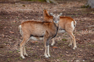 Naklejka na ściany i meble European mouflons in the German forest