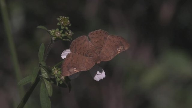 Butterflies taking nectar from flowers 1247 5