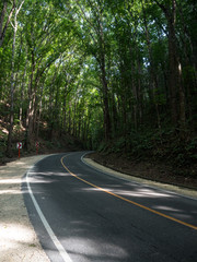 Fototapeta na wymiar Amazing road in man-made Mahogany Forest on the Bohol island, Philippines. November, 2018