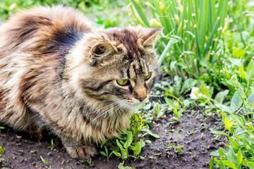 Naklejka na ściany i meble A fluffy cat sits in grass a garden and tracks a booty_