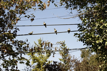 Reunión 