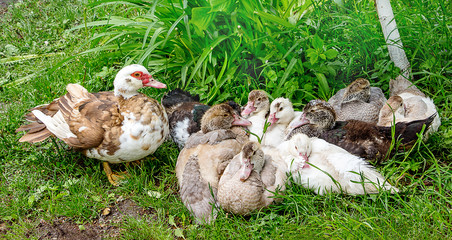 Ducks in the farm garden. Cultivation of poultry_