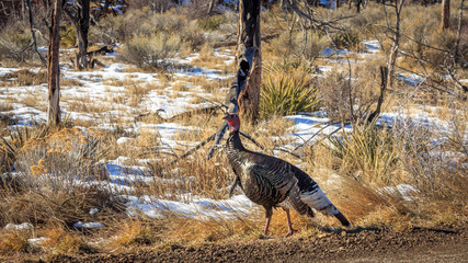 Mesa Verde Turkey