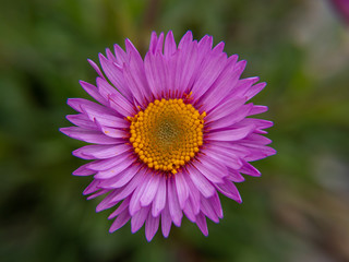 Obraz premium pink flower in the garden