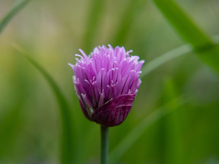 pink flower in the garden