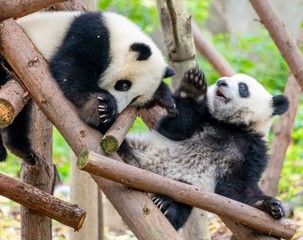 Two cute little pandas playing tree-climbing