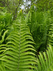 green ferns in the forest