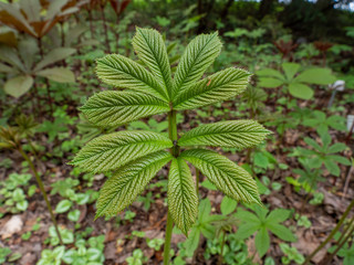 green leaves with forest in background